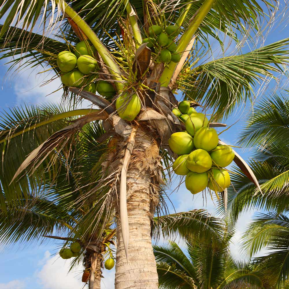 Coconut_Palm_9